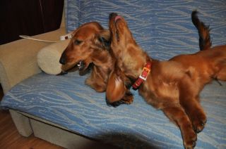 Jamnik d�ugow�osy